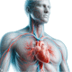 Sistema Cardiovascular