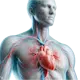 Sistema Cardiovascular
