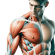 Sistema Muscular