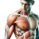 Sistema Muscular