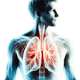 Sistema Respiratório