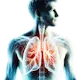 Sistema Respiratório
